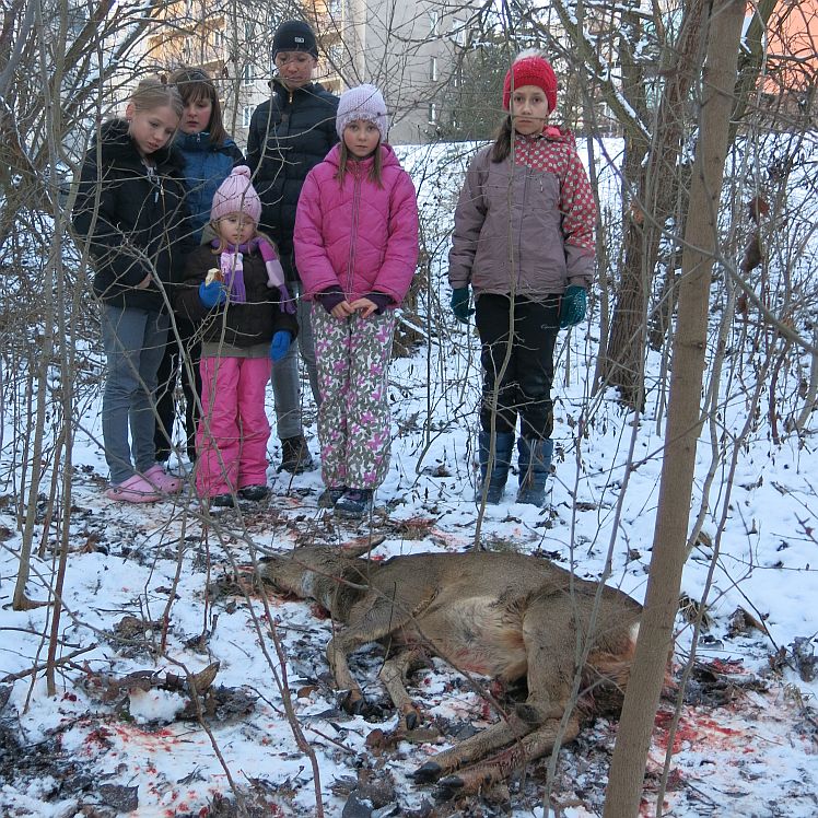 Bojový pes zaútočil na srnu před zraky dětí - FOTKY