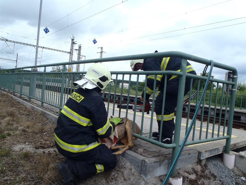 Srnka se zapasovala do železného zábradlí, vyprostit ji museli hasiči - FOTKY