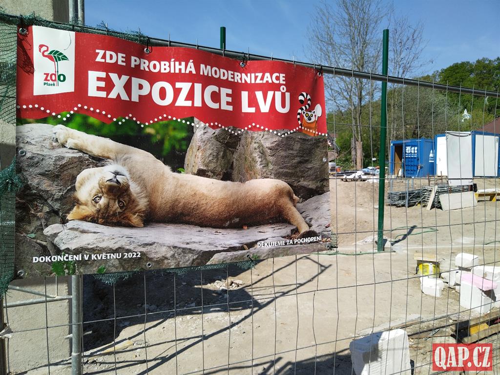 Lvi berberští se dočkají nového domova! Mates a Tamika budou mít výběh snů - FOTKY