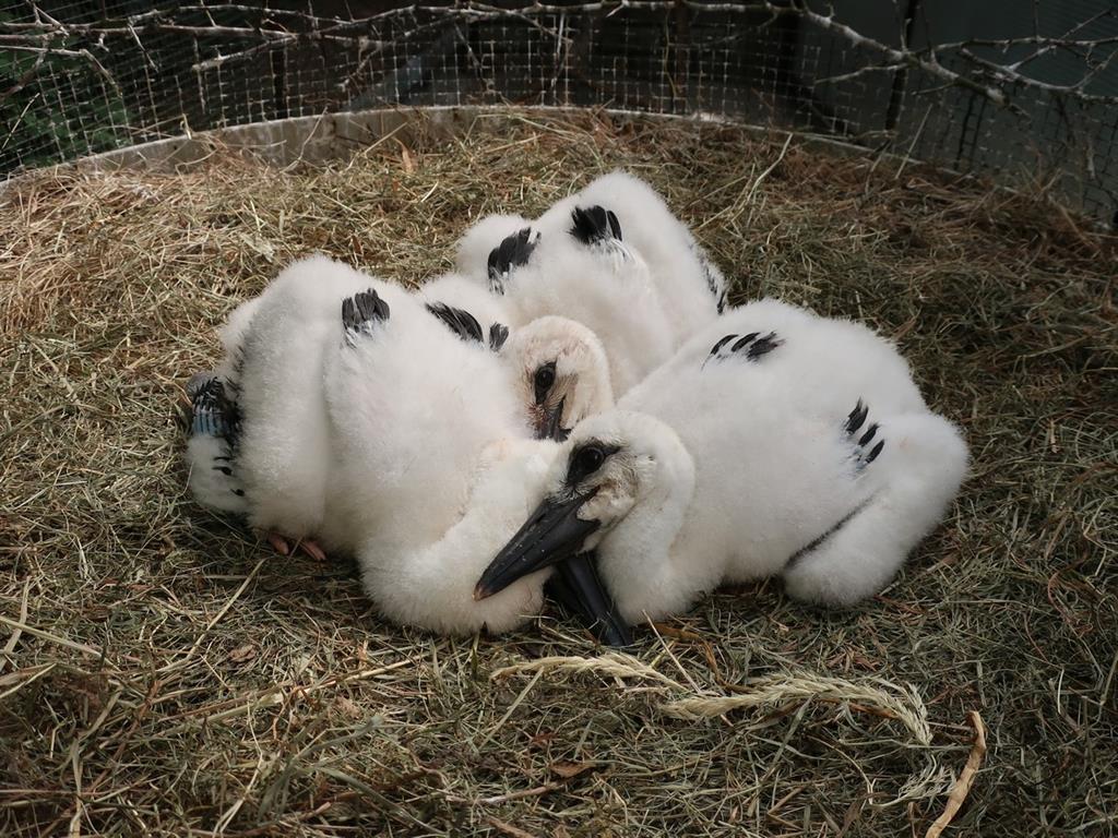 Čapí mláďata byla umístěna do adoptivních hnízd - FOTKY