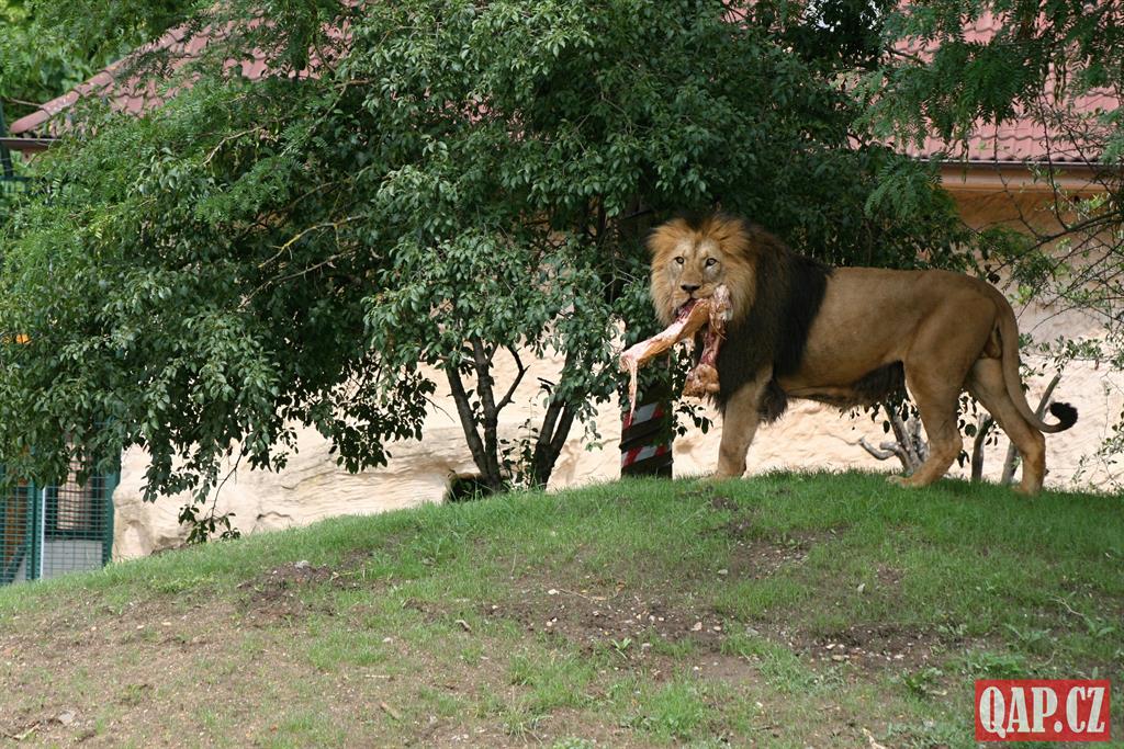 Plzeňská zoo slavnostně otevřela lví výběh! Podívejte se na fotoreportáž - FOTKY