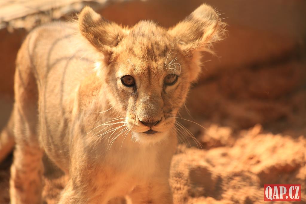 Lvíčata v zoo dostala arabská jména! Podívejte se na fotky ze křtu