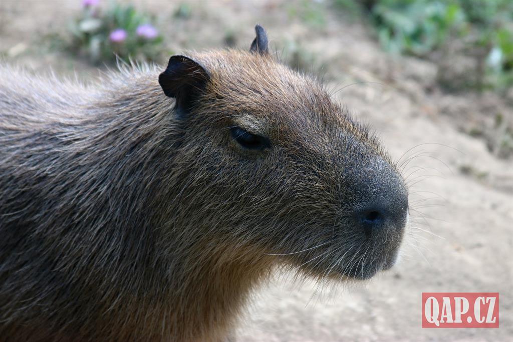 Křtiny kapybary v plzeňské zoo. Jaké jméno dostal největší hlodavec světa? – FOTKY