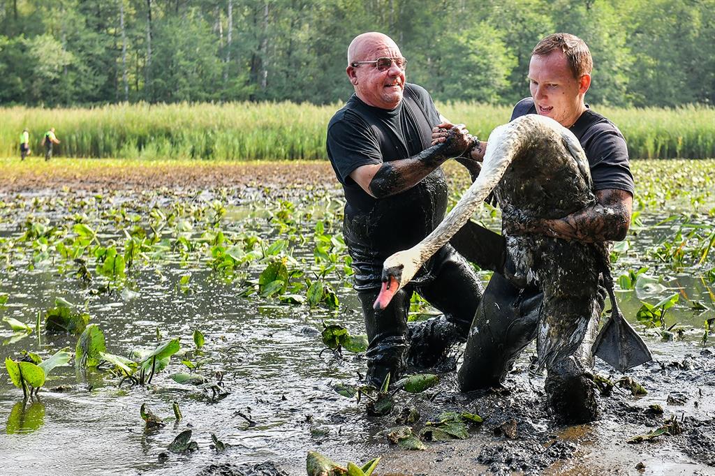 V Plzeňském kraji proběhlo velké kroužkování labutí – FOTKY