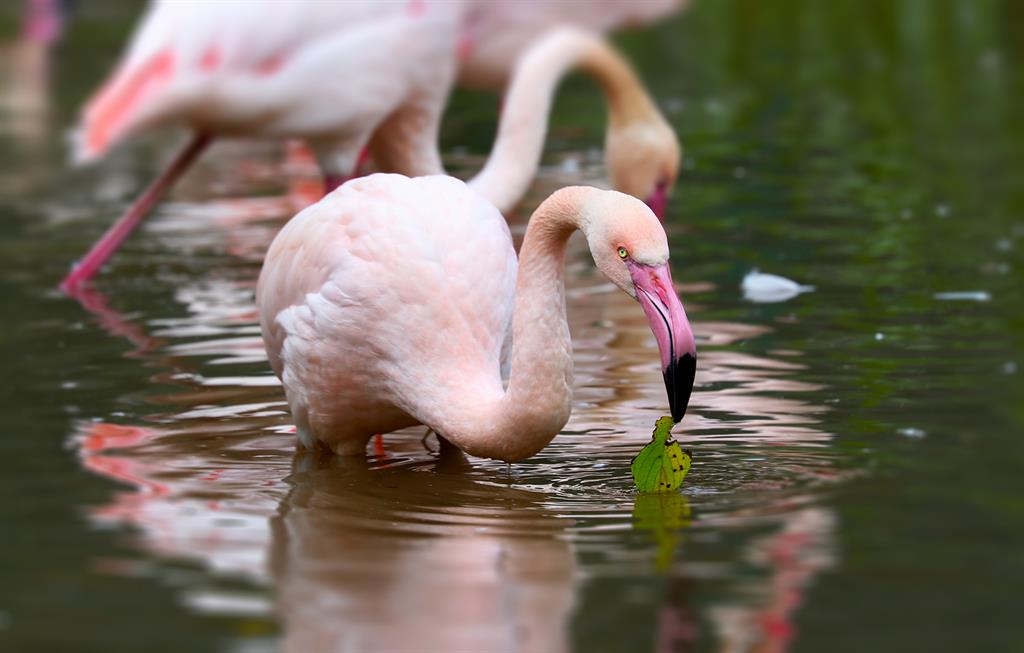 Plzeňská zoo má novou voliéru pro plameňáky i úžasnou pozorovatelnu - FOTKY