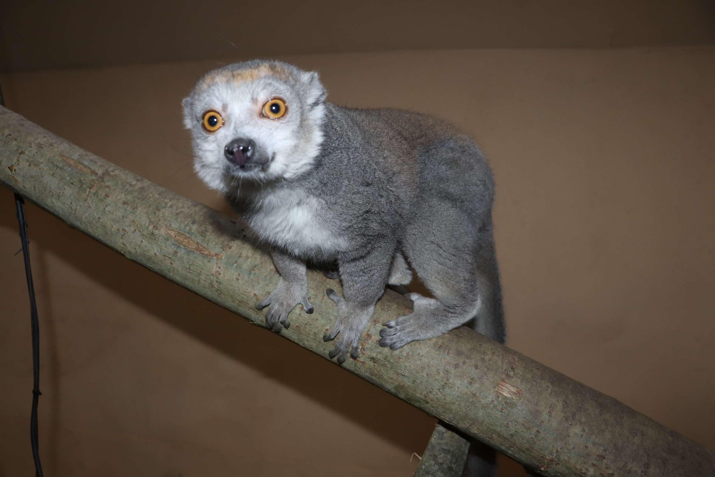 Zoologická v Plzni má nový roztomilý přírůstek - FOTKY