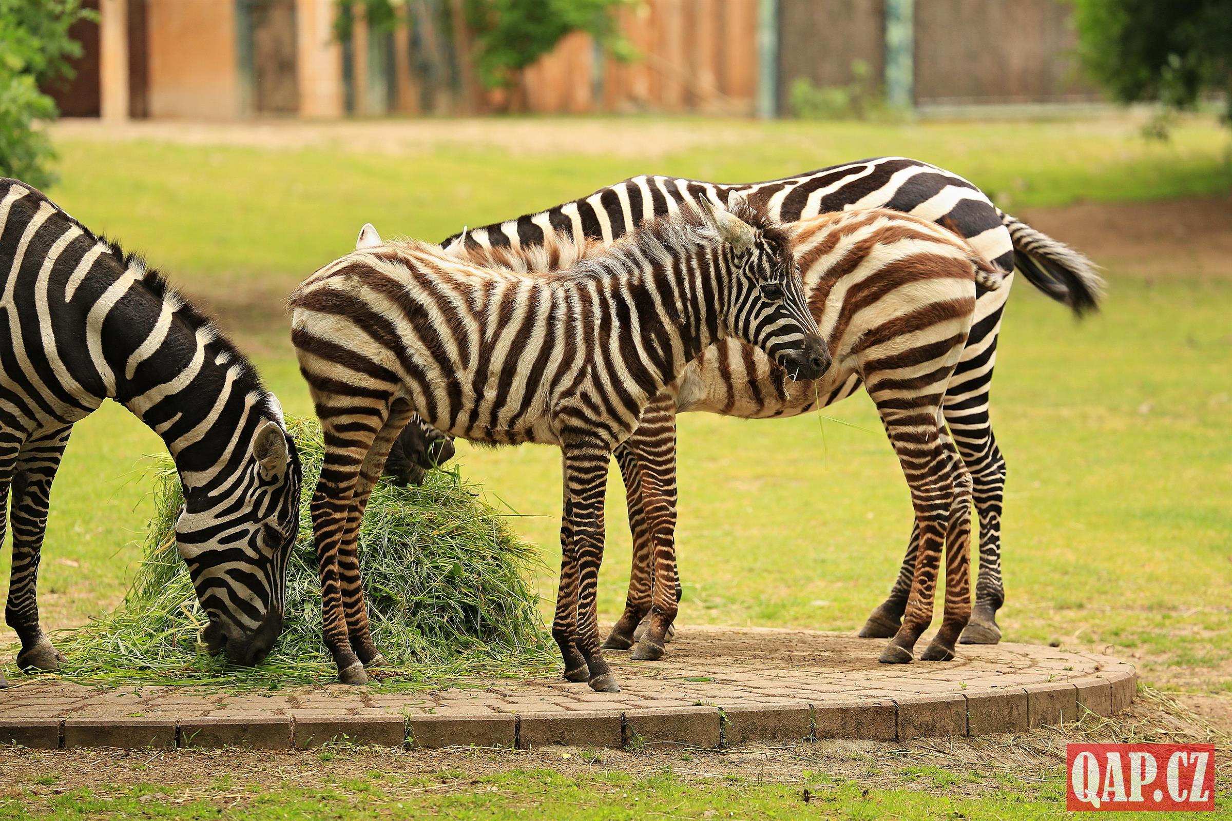Plzeňská zoo má sto let! Chystá velkolepou oslavu, výhodné vstupné i časovou schránku