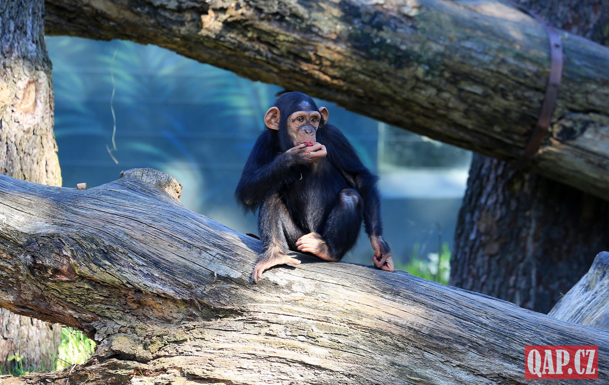 Šimpanzi v plzeňské zoo mají nový moderní výběh - FOTKY