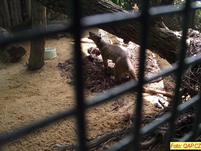 ZOO představila unikátní šelmu