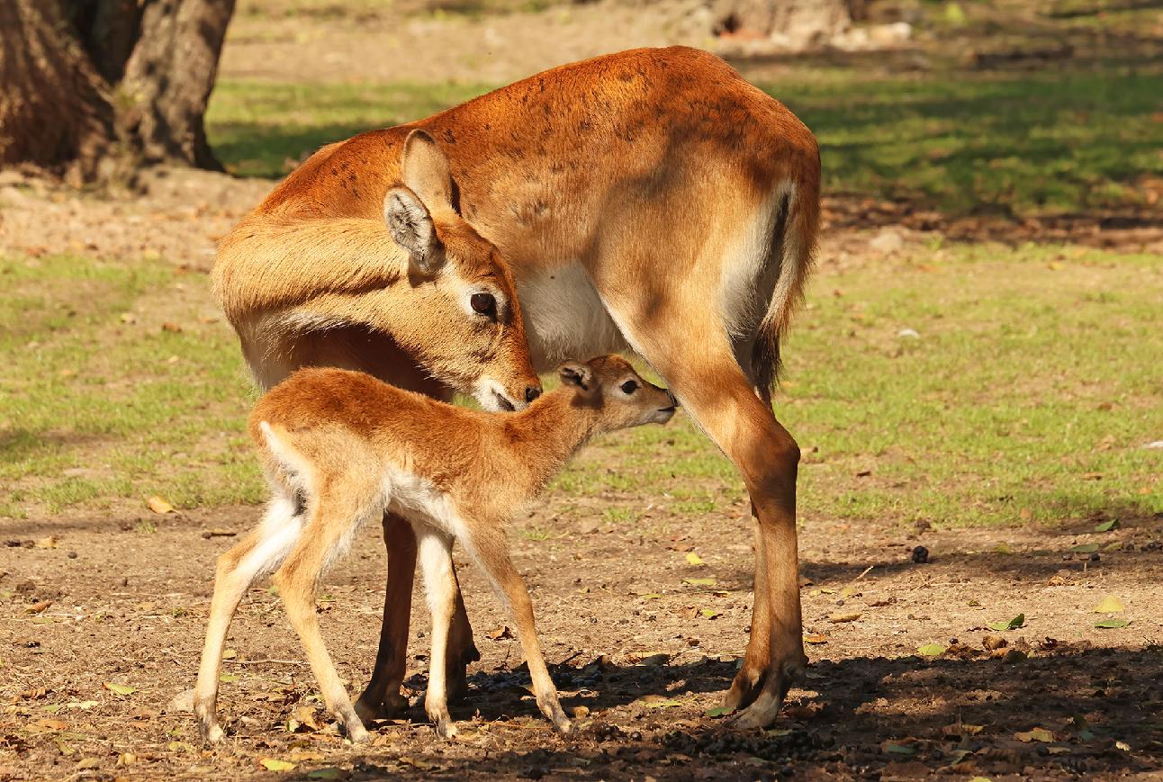 V plzeňské zoo slaví! Mají sté mládě antilopy vodušky - FOTKY