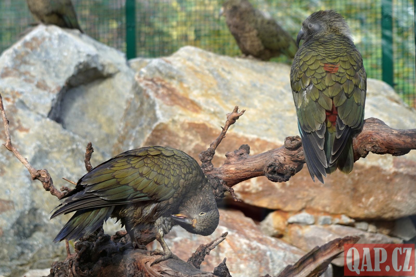 Nový domov pro vzácné ptáky. Plzeňská zoo otevřela novou expozici - FOTKY
