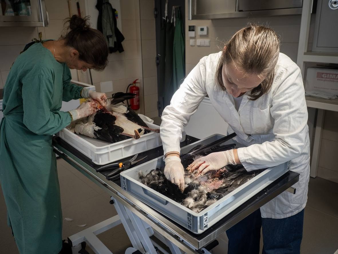 Pitva ježka i labutě odhalí krutou pravdu. Plzeňská záchranná stanice zjišťuje, s čím zvířata bojují