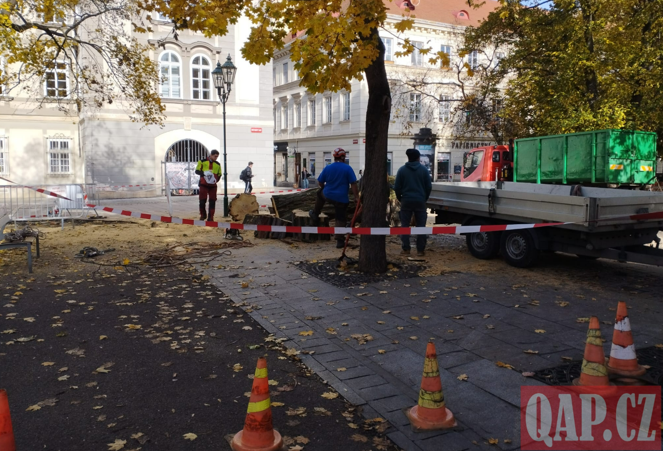 Plzeňáci, pozor nad hlavami! Začíná prořez stromů